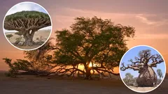 10 monstrous trees currently growing on the planet!