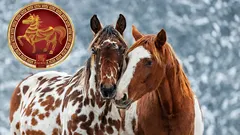 What it means to be born in the Year of the Horse: nature, relationships, and work according to the Chinese horoscope.