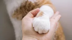 Master class: how to teach your cat to shake hands without unnecessary effort