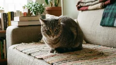 7 warning signs that your cat is in pain