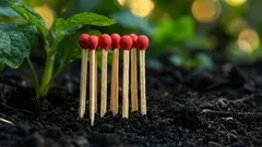 Why burn matches on a cucumber patch: a strange ritual that protects against powdery mildew
